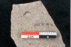 Foto (Detailansicht) von Zostera ungeri Ettingshausen (NHMW-GEO-2024-0188-6658)
